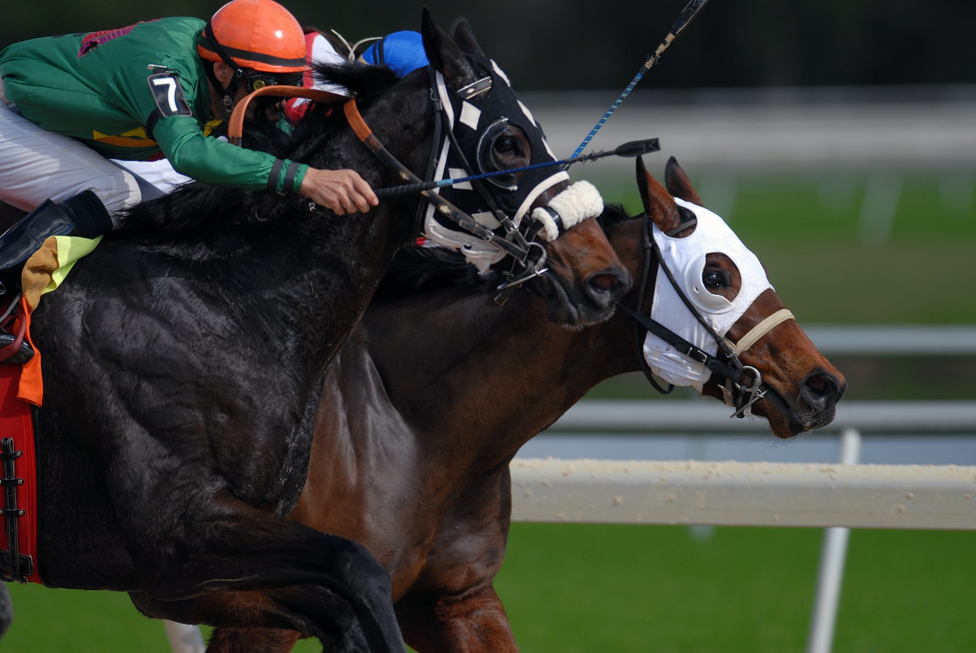 Equine Care image