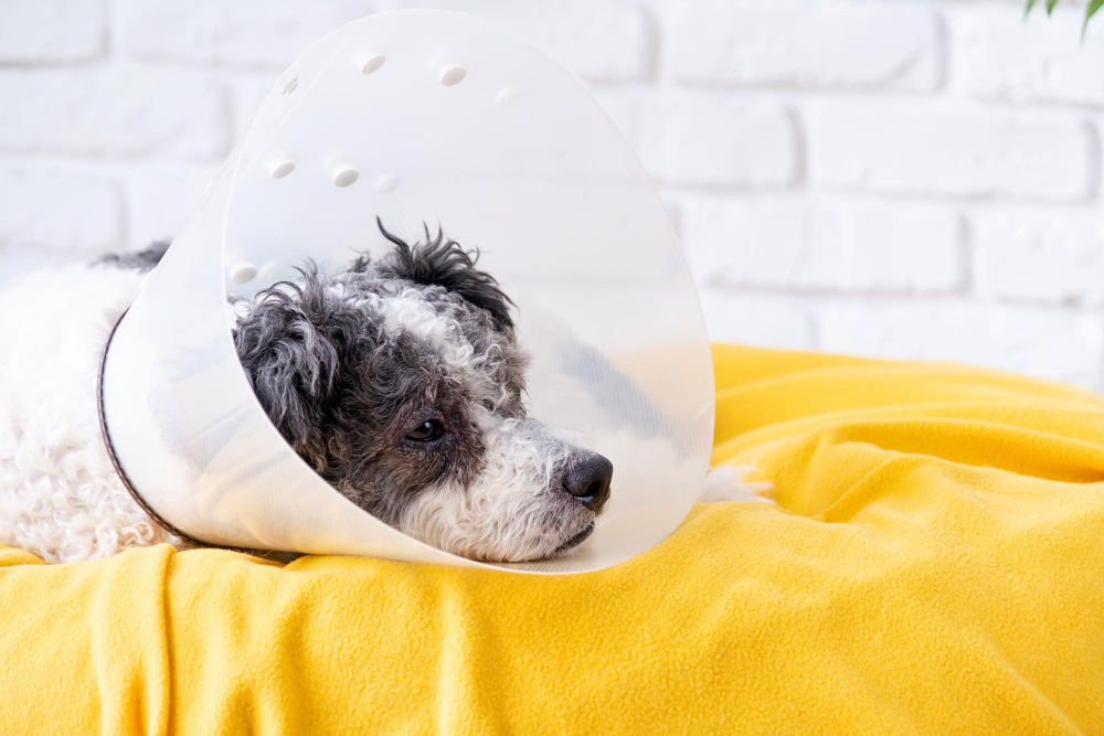 Surgery image