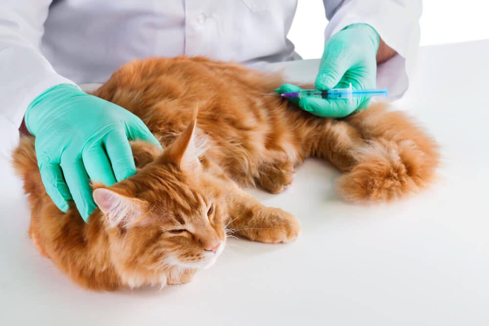 Vaccinations  image